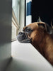 Boxer dog staring out a window, showcasing pet anxiety for Critter & Co. Pet Outpost in Toronto.