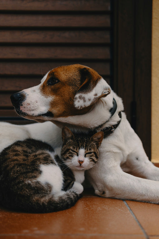 Dog cuddling with a cat indoors, symbolizing peaceful pet introductions—Critter & Co. Pet Outpost, Toronto