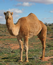 Image of camel on grass