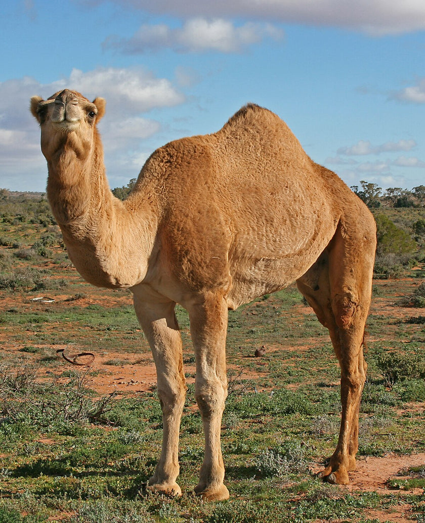 Image of camel on grass