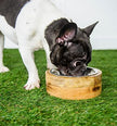Dog drinking from the GF PETĀ® Mango Wood Dog Bowl, showcasing the stylish, sustainable design with a durable mango wood outer ring and stainless steel insert