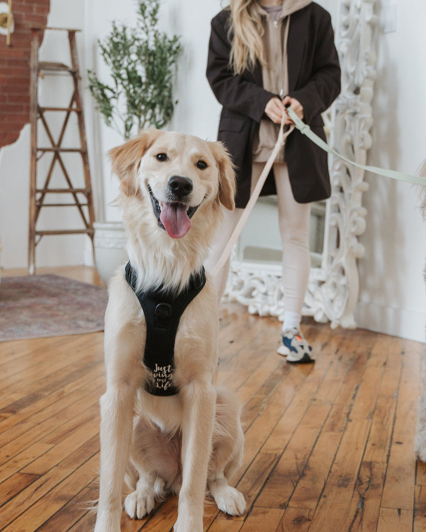 DexyPaws No-Pull Dog Harness black