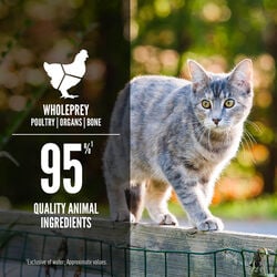 Orijen Wet Cat Food Duck + Chicken Entrée (155g)