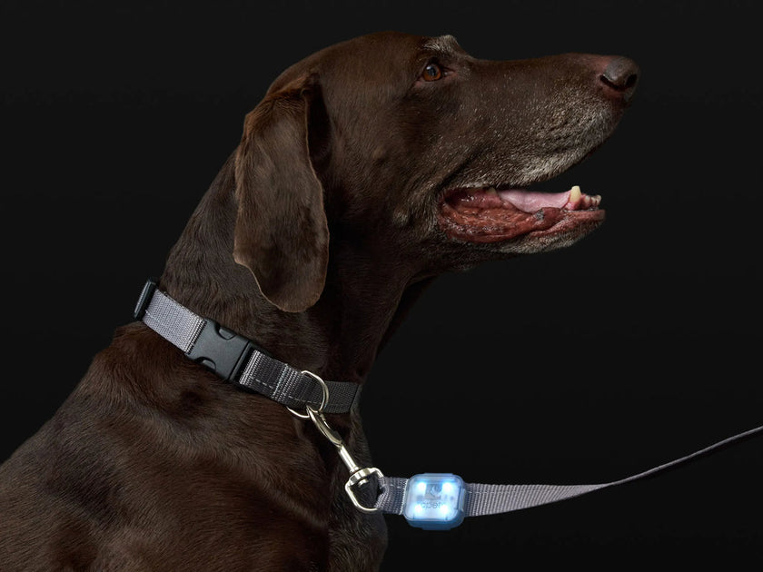 RC Pets Nova LED Light