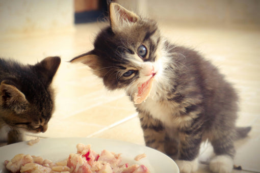 High-Protein Cat Food - Why Do Cats Need So Much Protein?