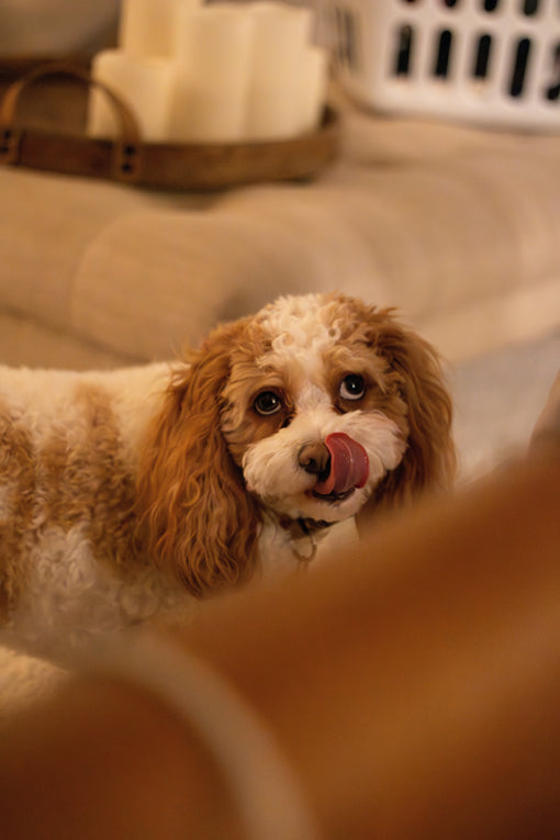 Small curly-haired dog licking its nose, showcasing pet wellness and behavior for Critter & Co. Pet Outpost in Toronto.