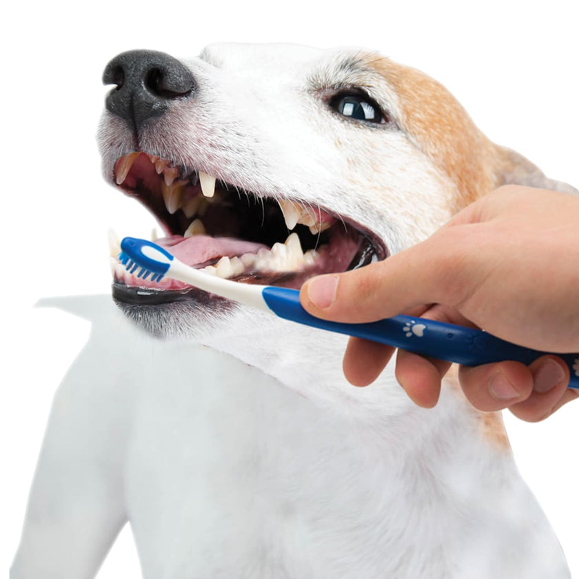 Nylabone Advanced Oral Care