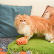 Hugsmart Meow Buddies Kitten Party - Carrot Cake