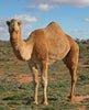 Image of camel on grass
