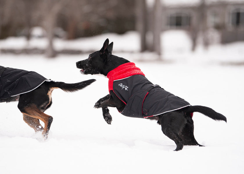 Mixed breed dog wearing the Great White North coat in Classic Red