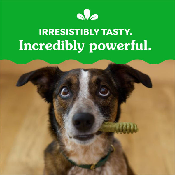 GREENIES™ Original Natural Dental Dog Treats