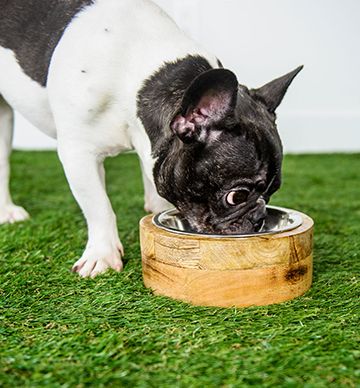 Dog drinking from the GF PET® Mango Wood Dog Bowl, showcasing the stylish, sustainable design with a durable mango wood outer ring and stainless steel insert