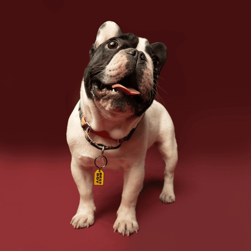 Best Boy Dog Keychain