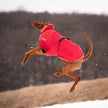 Vizsla jumping and playing in the Alpine Blazer in Red