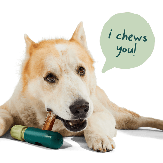 Woof The BullySafe - Durable Bullystick Holder