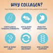 Under the Weather Dog Joint Support Chews - Collagen Soft Chews for Mobility, Skin & Coat