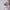 Springer 22oz - Travel Bottle - Lilac