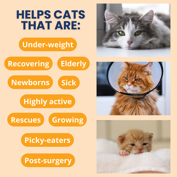 Under the Weather High Calorie Recovery Gel for Cats - Appetite Support with Electrolytes (Ready Cal Plus)