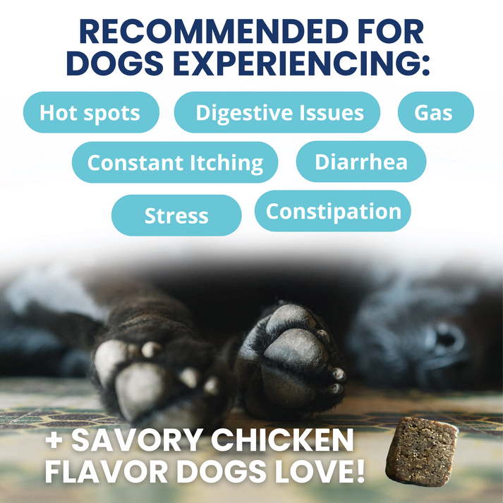 Under the Weather Probiotic Soft Chews For Dogs