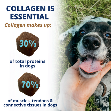 Under the Weather Dog Joint Support Chews - Collagen Soft Chews for Mobility, Skin & Coat