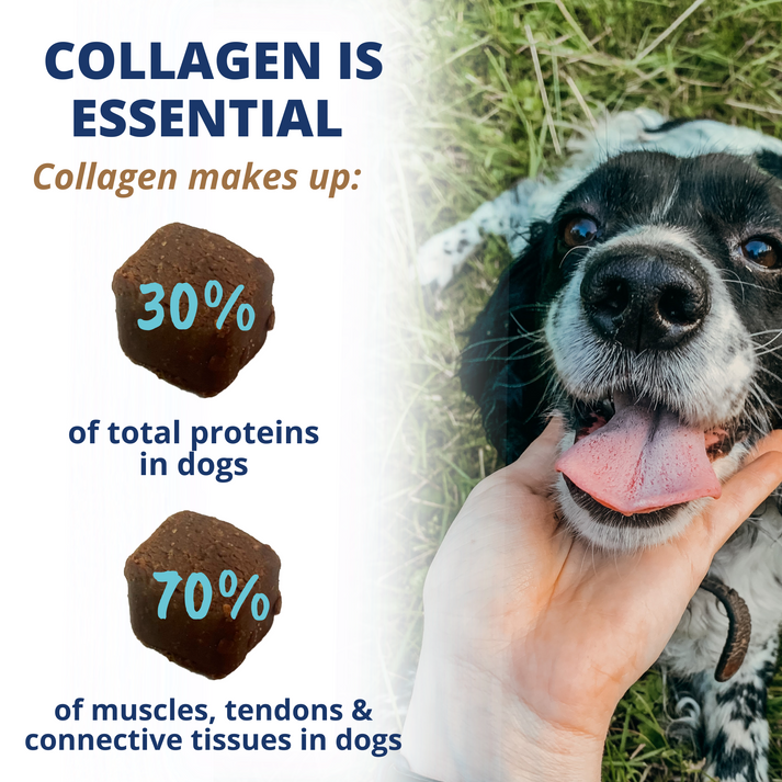 Under the Weather Dog Joint Support Chews - Collagen Soft Chews for Mobility, Skin & Coat