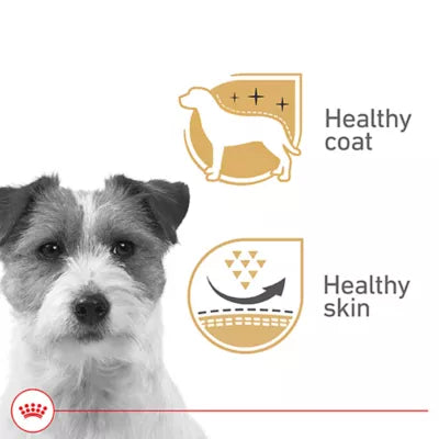 Royal Canin CHN - Beauty - Loaf in Sauce (5.2oz)