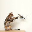 GO CAT - Da Bird with Rod