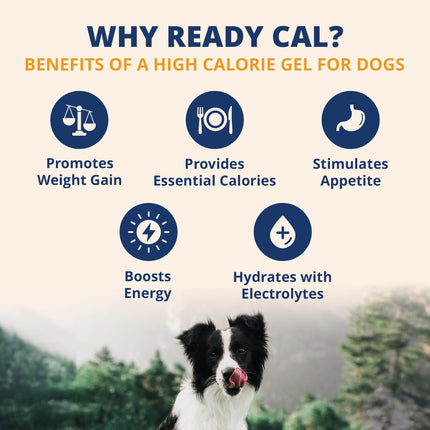 Under the Weather High Calorie Recovery Gel for Dogs - Appetite Support with Electrolytes (Ready Cal Plus)