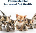 PetAg KMR Kitten Milk Replacer 16oz