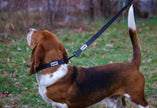 Bamboo Zoom Eco-Friendly Bamboo Collar - Black