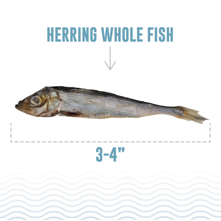 Icelandic+ | Herring Whole Fish For Dogs 3oz