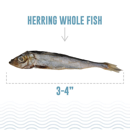 Herring Whole Fish