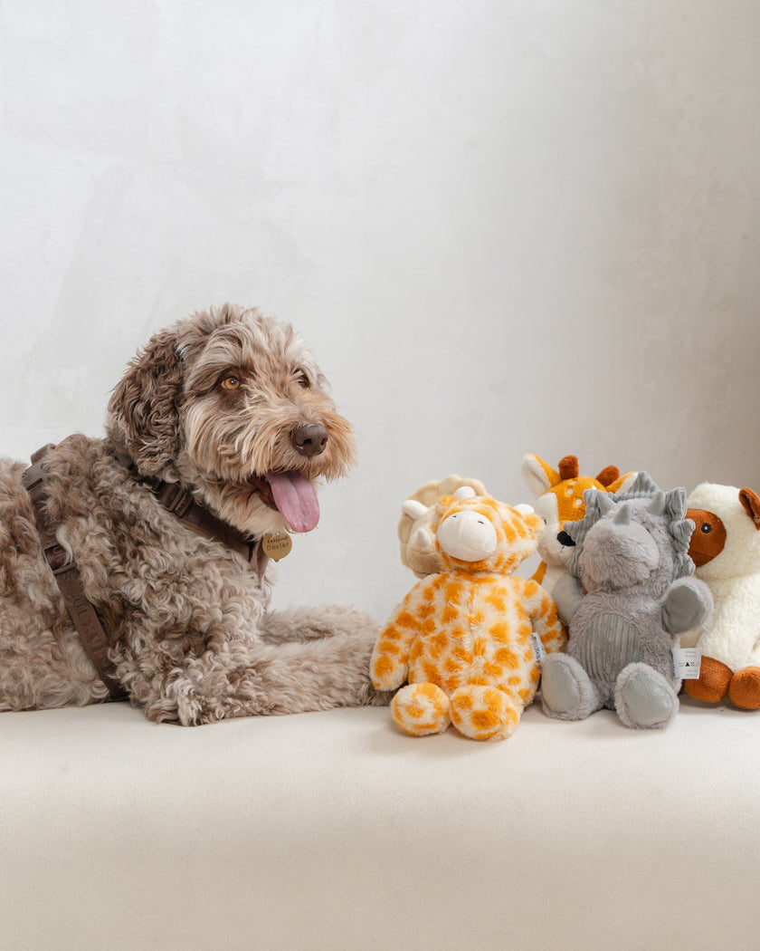 Dexypaws - Plush Dog Toy