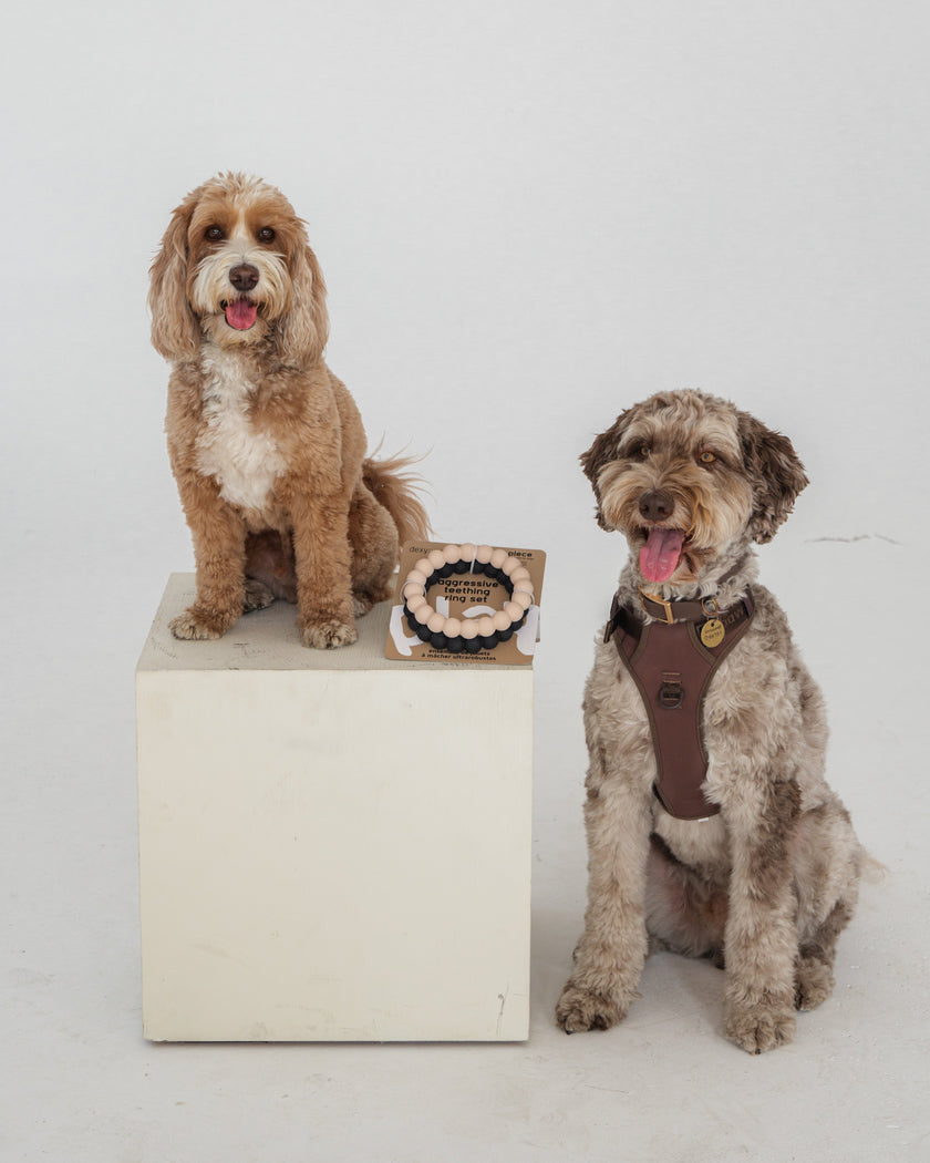 Dogs with teething rings