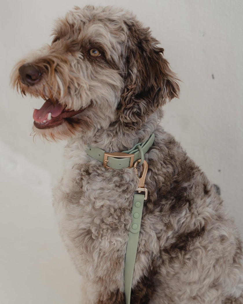 Dexypaws - Waterproof Dog Collar - Sage Green