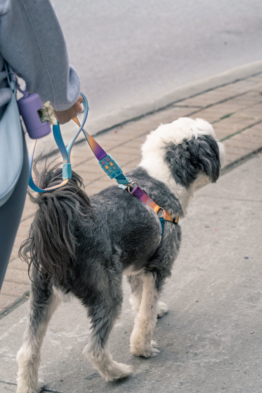 PoPupJoys AURA Dog Harness, Large