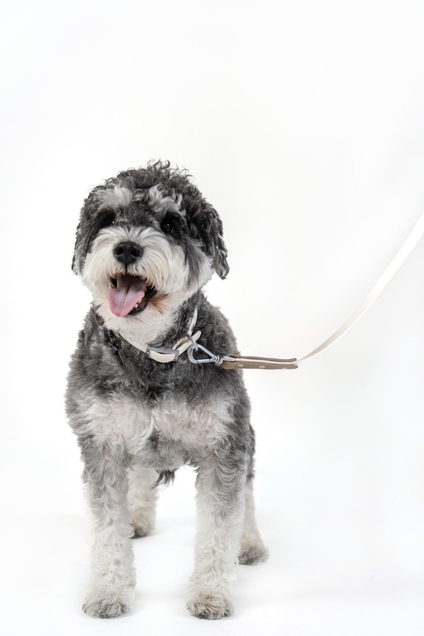 PoPupJoys DUO Lite - Convertible Waterproof Dog Leash - Off-White, Medium