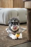 PoPupJoys - Fruity Fun Dog Chew Toy - Lemon