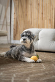 PoPupJoys - Fruity Fun Dog Chew Toy - Lemon