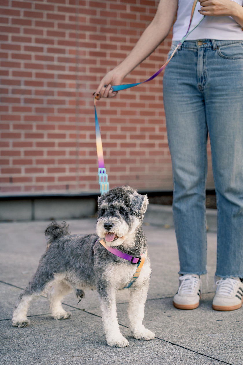 PoPupJoys AURA Dog Harness, Large