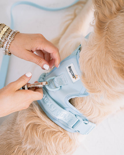DexyPaws No-Pull Dog Harness blue