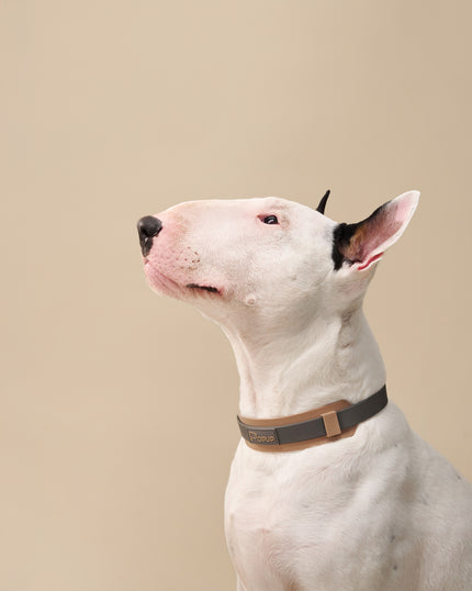 PoPupJoys DUO Premium - Waterproof Dog Collar - Charcoal, Large