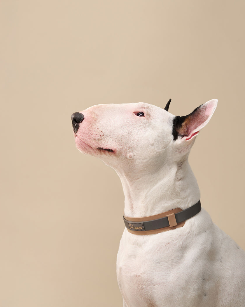 PoPupJoys DUO Premium - Waterproof Dog Collar - Charcoal, Large