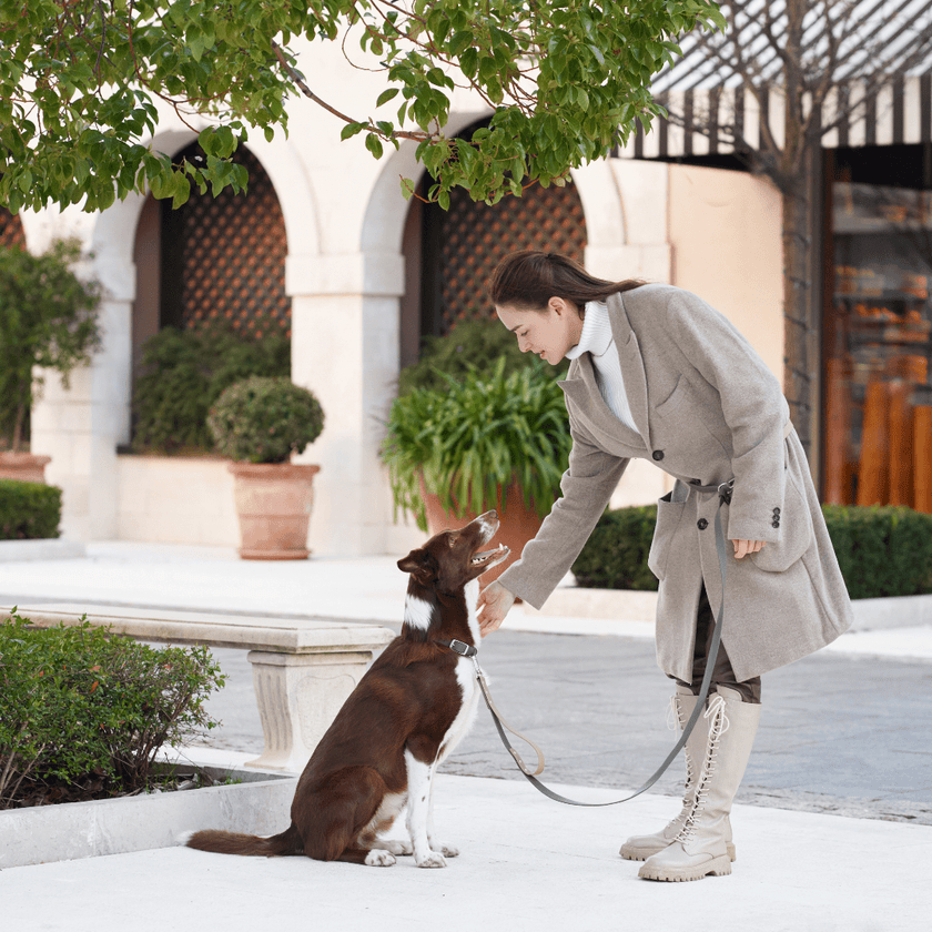 PoPupJoys DUO Premium - Convertible Waterproof Dog Leash - Charcoal, Large