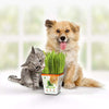 Cat Grass Medley Self-Grow Kit