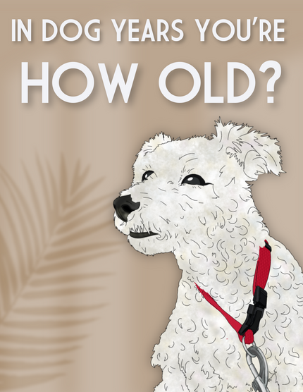 Dog Years Birthday Card