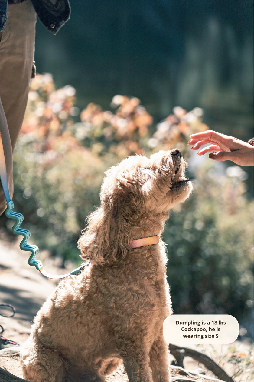 PoPupJoys AURA Dog Collar, Large