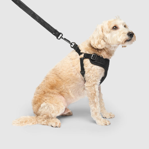 Dog Harness Black