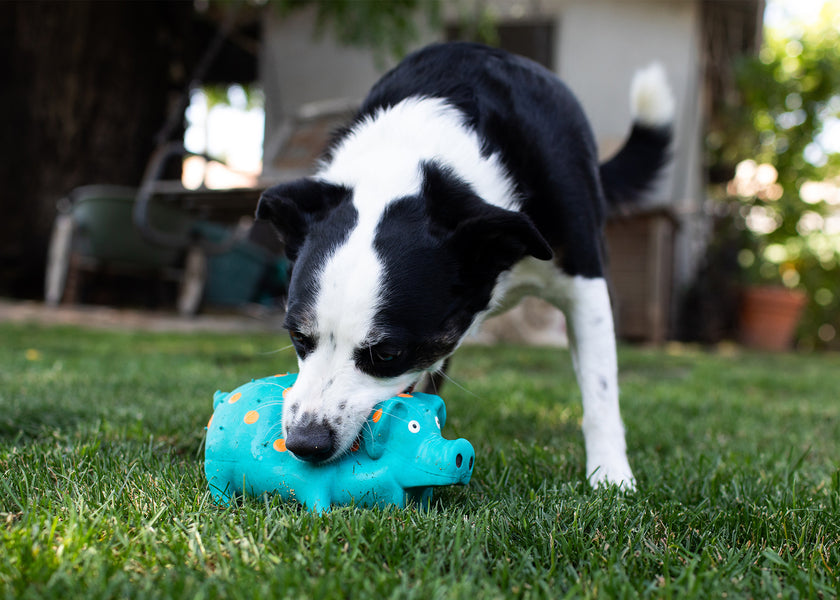 Multipet Globlets Pig Latex Dog Toy