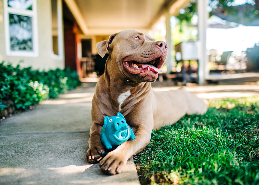 Multipet Globlets Pig Latex Dog Toy